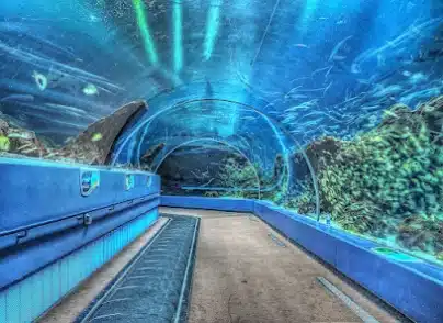 Georgia Aquarium